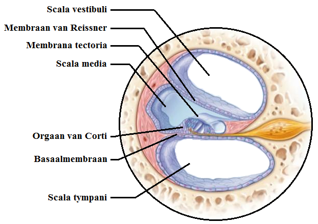 scalae in de cochlea